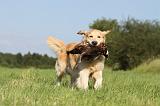 GOLDEN RETRIEVER 408